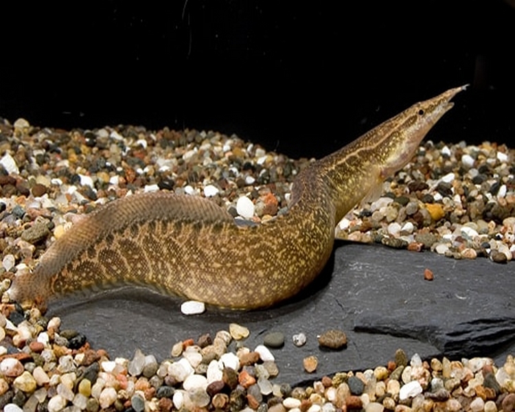 Zig Zag Eel ~ 8cm - 10cm